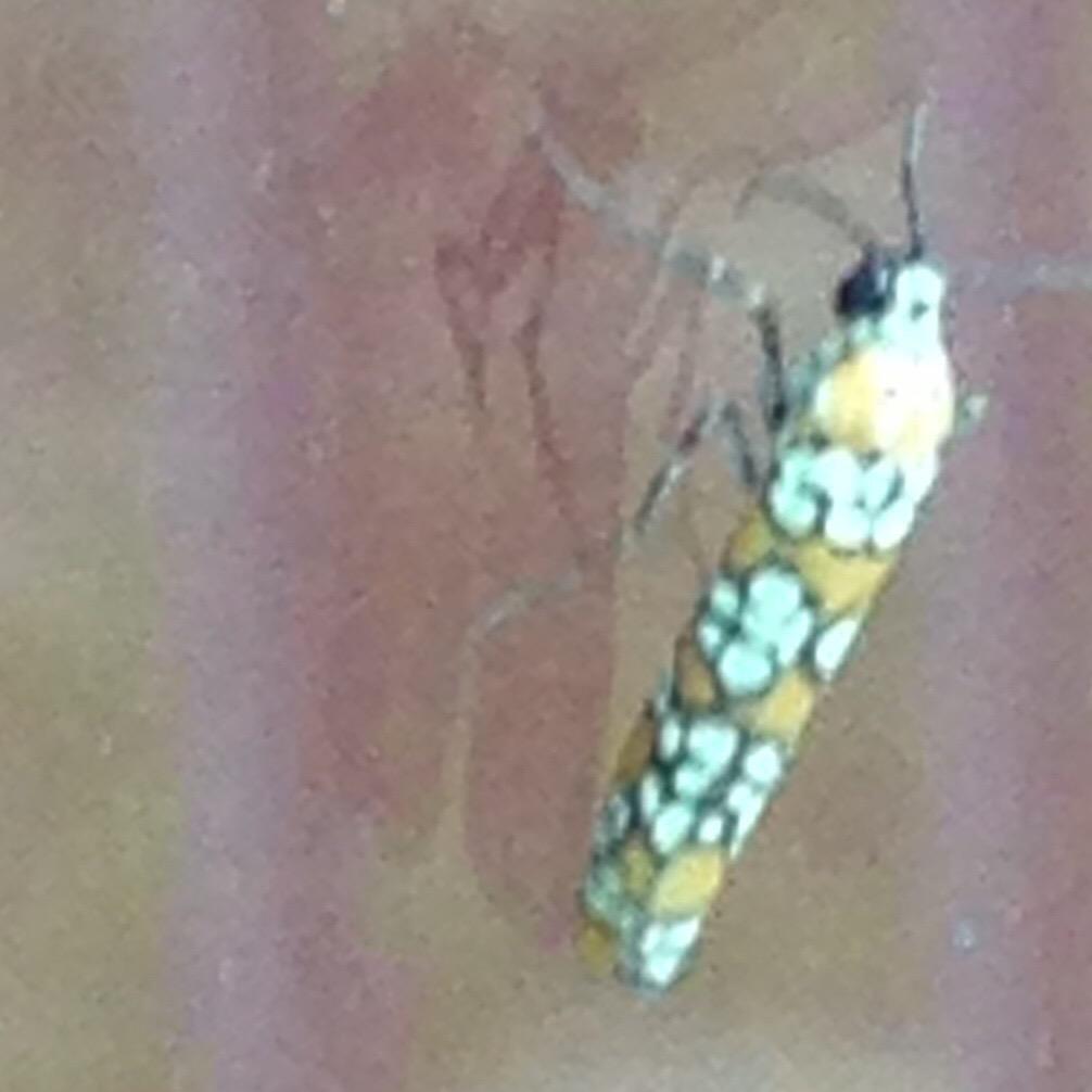 paperwerewolves's tweet image. teeny tiny visitor at my screen door #flyingbug #prettypattern #bugs #tinybugs #prettycreatures