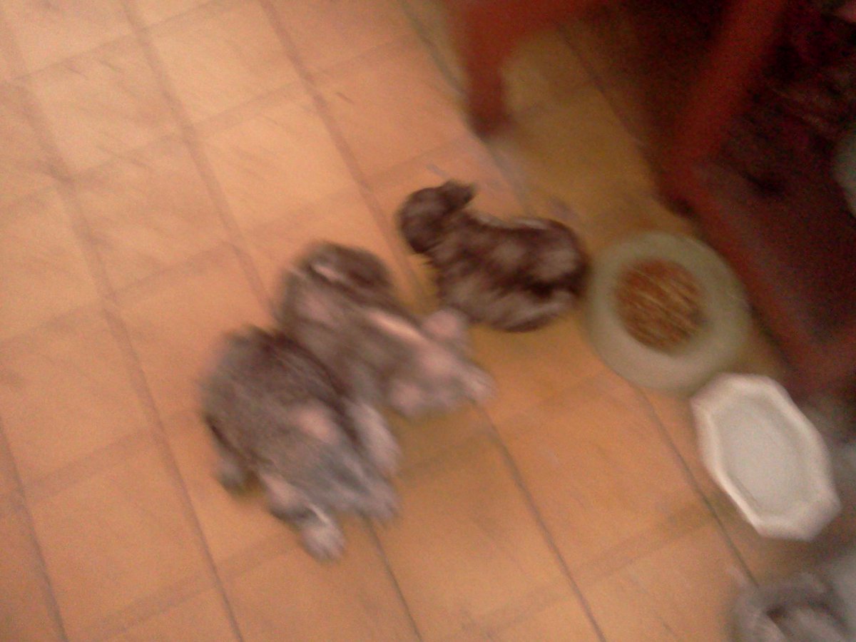gacerrr tweet picture