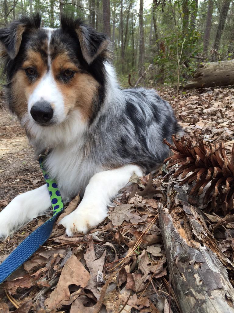 hilorafreeman's tweet photo. Looking forward to Lillypad's Tiny House Pet Project! Rocket is going to be a star ;). #TinyHousePets http://t.co/vfKCdnR57l