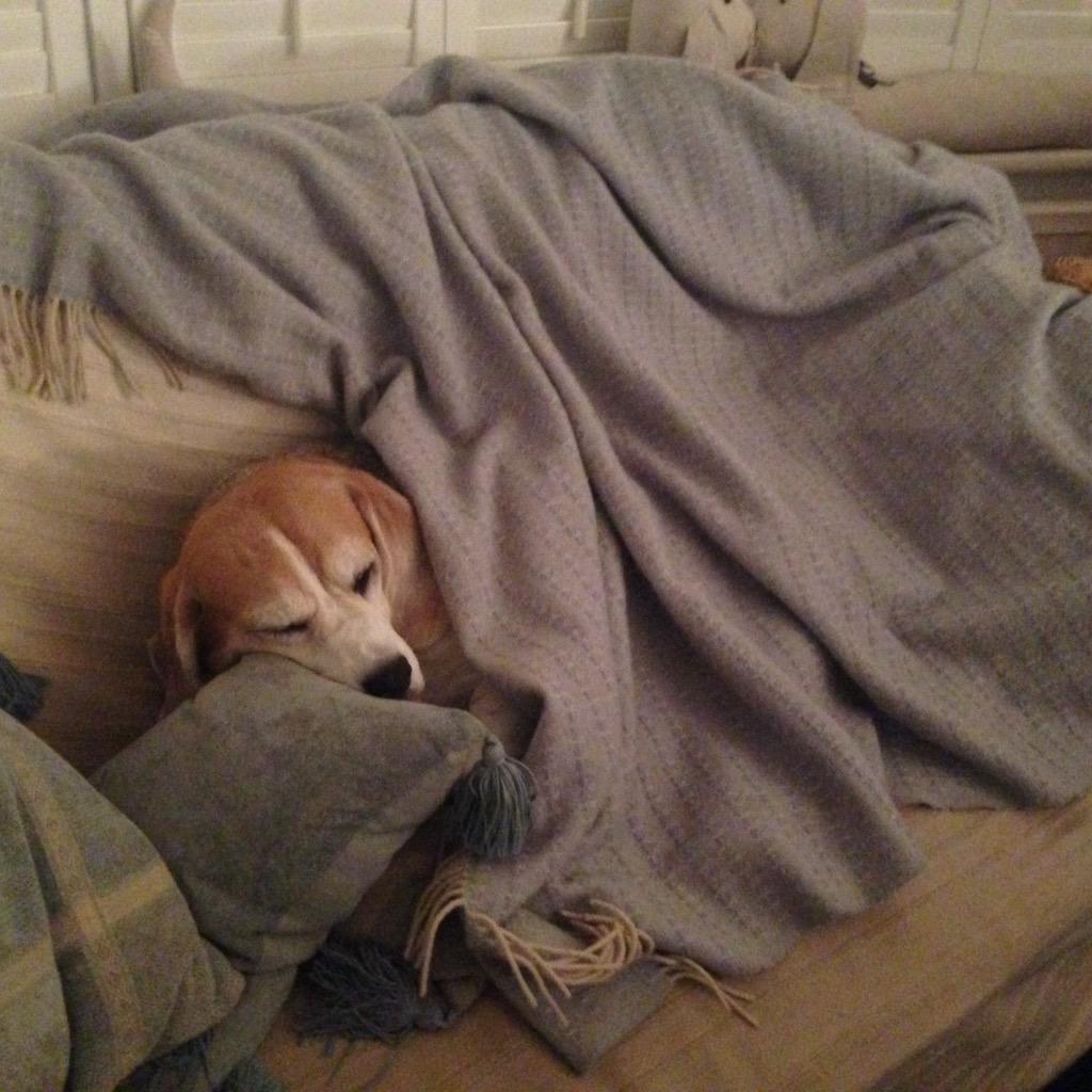 My agenda for today? You'r just looking at it #busybeagle #nappingisalltherage #busybeingme