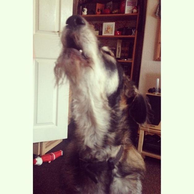 ClubCleanShave's tweet photo. 21 Dogs That Really Need To Shave http://t.co/cRkDIXP9DW