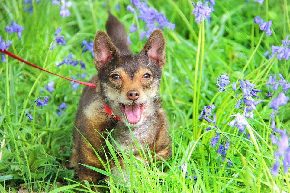 Weneedwest1's tweet photo. Walking in the bluebells with my little pals #cutedog #dogs #spring http://t.co/XDa0M2ye8L