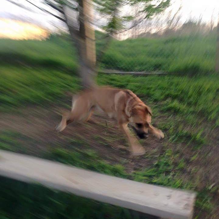 twpittered's tweet image. #BenevolentBullyRescue welcomes Emma #Adoptable #Dog #AdoptDontShop