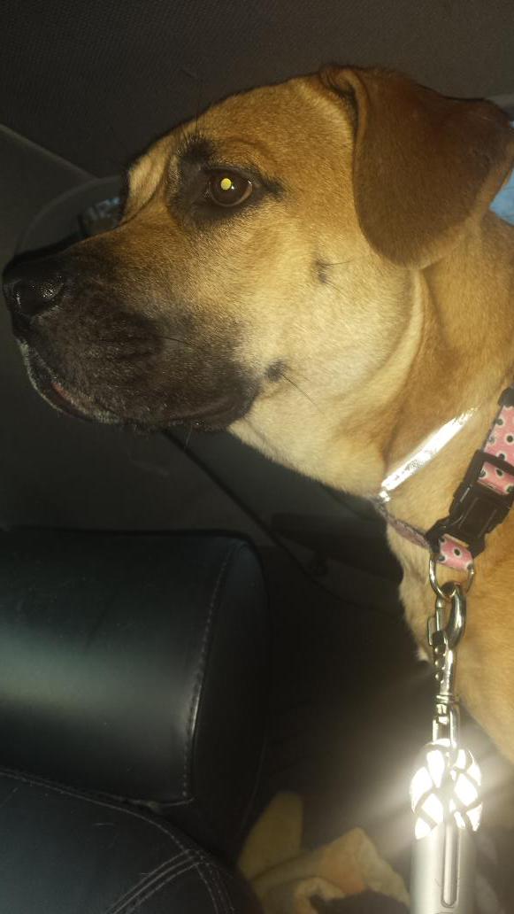 twpittered's tweet image. Had the pleasure of transporting lovely copilot Emma to the care of #BenevolentBullyRescue yesterday #Adoptable #Shep