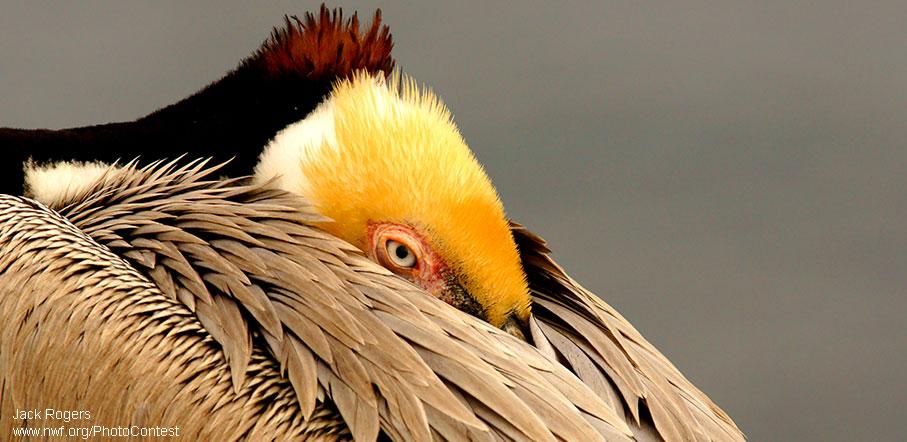 NWF's tweet photo. The brown pelican is a conservation &amp; Endangered Species Act success story! Learn more: http://t.co/P5EW0QxxV1 #ESDay http://t.co/RZ9nW5h0r6