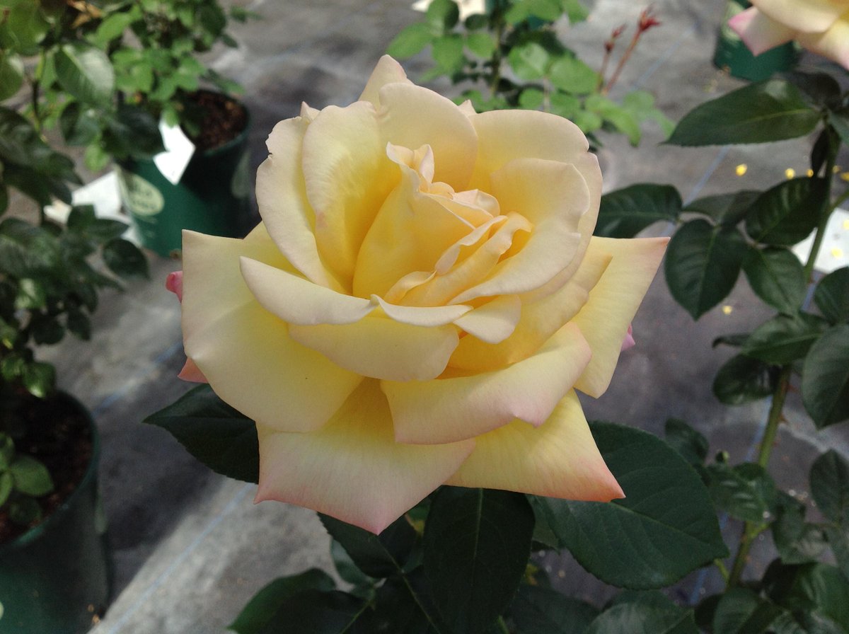 More #roses! This time the Peace Rose. Come in and find out why people go out of their way to get SBFF roses