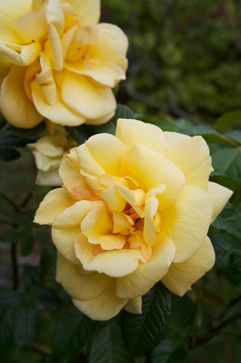 theeatingtree's tweet photo. The first #rose to bloom in my #garden. #Maigold planted either side of a purple Cercis canadensis 'Forest Pansy'. http://t.co/nwJqVjO718