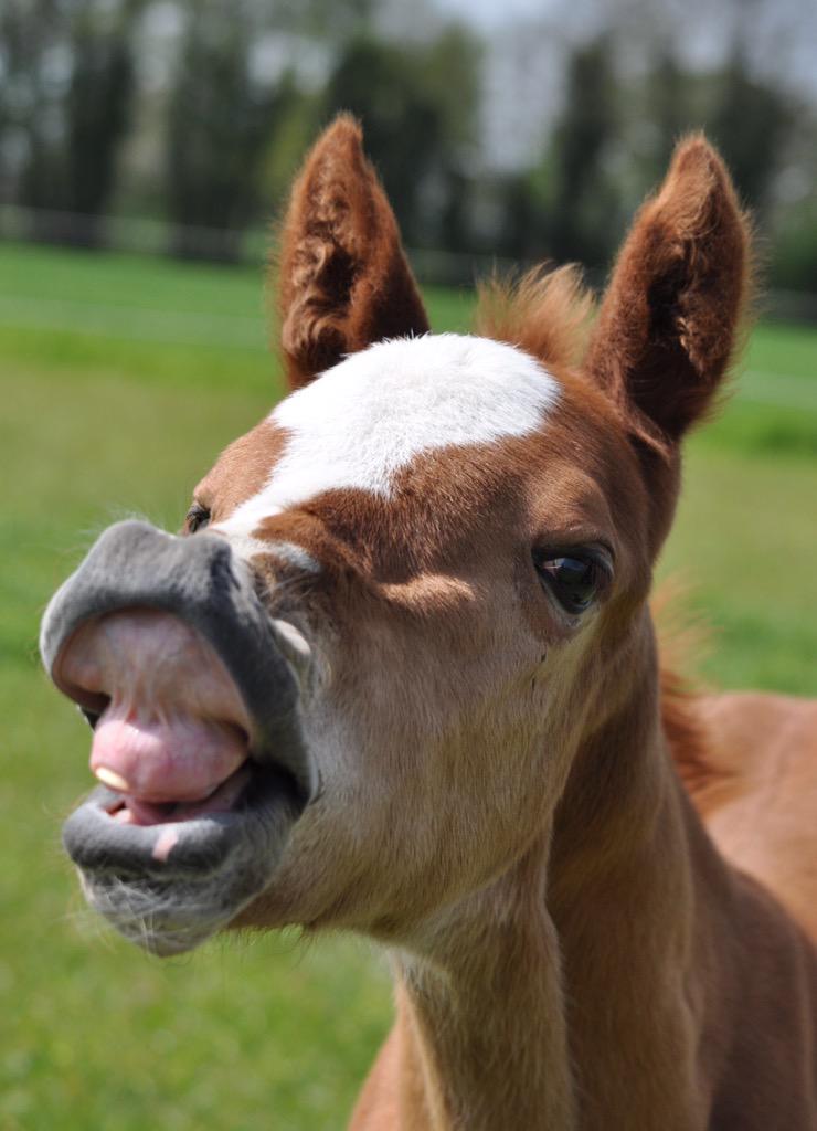 RuthCarr1's tweet photo. @HorseAndCountry @horseandhound 8 day old Ruby showing off her new tooth! #supercute http://t.co/R3LwsK8eCW