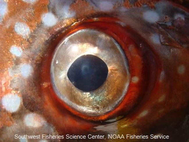CNET's tweet photo. The opah is the world's first warm-blooded fish -- and that gives it some special powers http://t.co/cSgMeFGnqz http://t.co/8XJkJHHggC