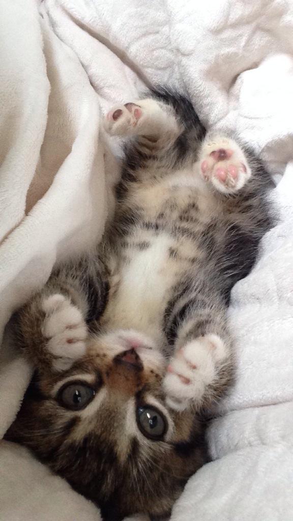a__illy's tweet photo. Seriously does it get any cuter than this ?!? And he's all mine ☺️ #mylittleRoo http://t.co/20yZzkH7JY