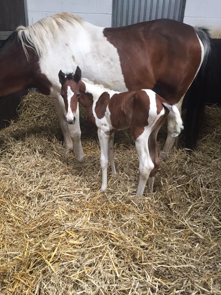 _annieburt's tweet photo. Darcy 💜. Ipsy's beaut little foal by Cash Point. Born 12/05/15 #colouredfilly #dreamcometrue #alwayswantedcoloured http://t.co/tWB4JqB7vt