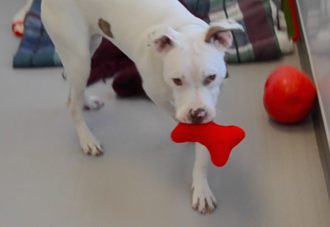 PetPlusPups tweet picture