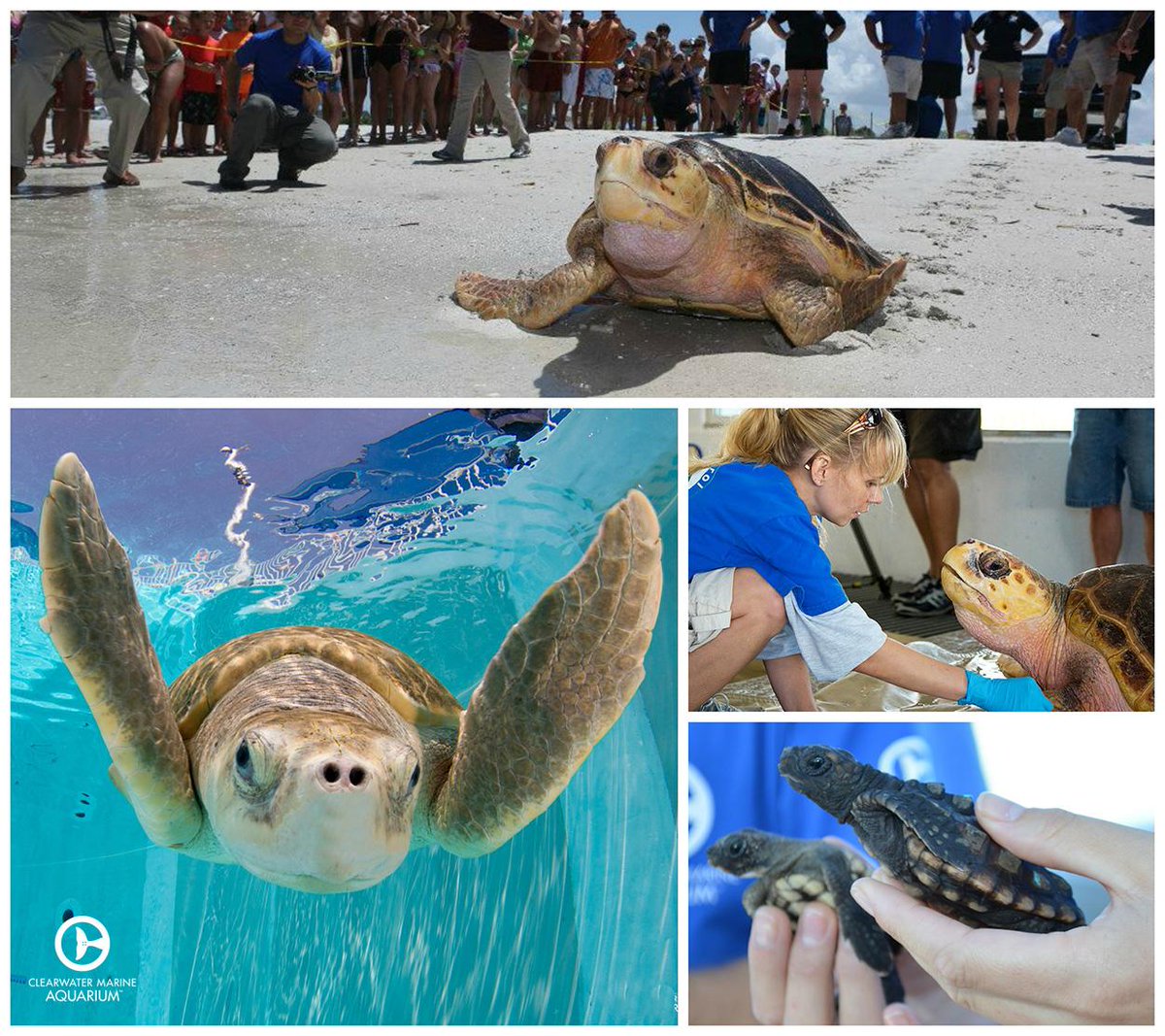 Today is #EndangeredSpeciesDay! See how you can help protect endangered sea turtles @ bit.ly/1FNmwSJ