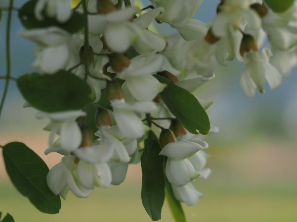 ScreenNameZilch's tweet photo. #LocustTree #ハリエンジュ #花 #flower http://t.co/uTeYHAJaf9