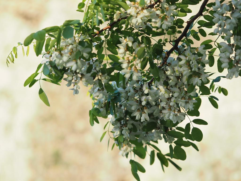 ScreenNameZilch's tweet photo. #LocustTree #ハリエンジュ #花 #flower http://t.co/uTeYHAJaf9