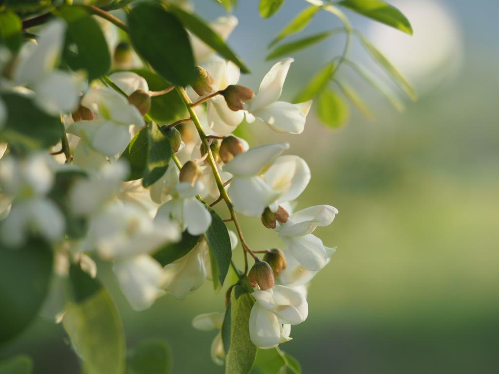 ScreenNameZilch's tweet photo. #LocustTree #ハリエンジュ #花 #flower http://t.co/uTeYHAJaf9