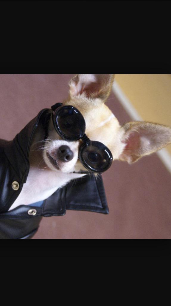 DogAtttack's tweet photo. How you doin?? http://t.co/aLYU8NtZcM