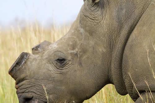 WhiteRhinomite's tweet photo. "If you're almost extinct, why don't you just have more babies?" SOME OF US JUST AREN"T HORNY ANYMORE OK? http://t.co/Bf1rEss652