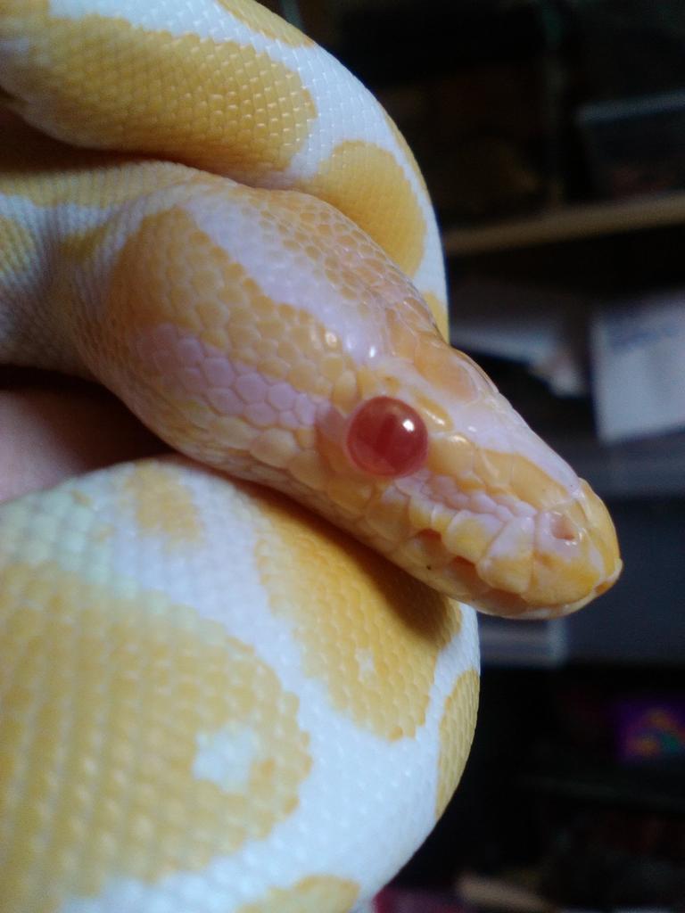 Hayley_1994's tweet image. Mouse my Albino Royal Python
#albinoroyalpython