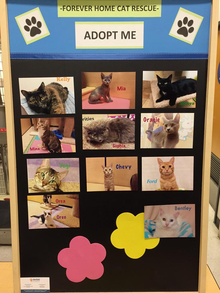 PetSmart 1227 tweet media