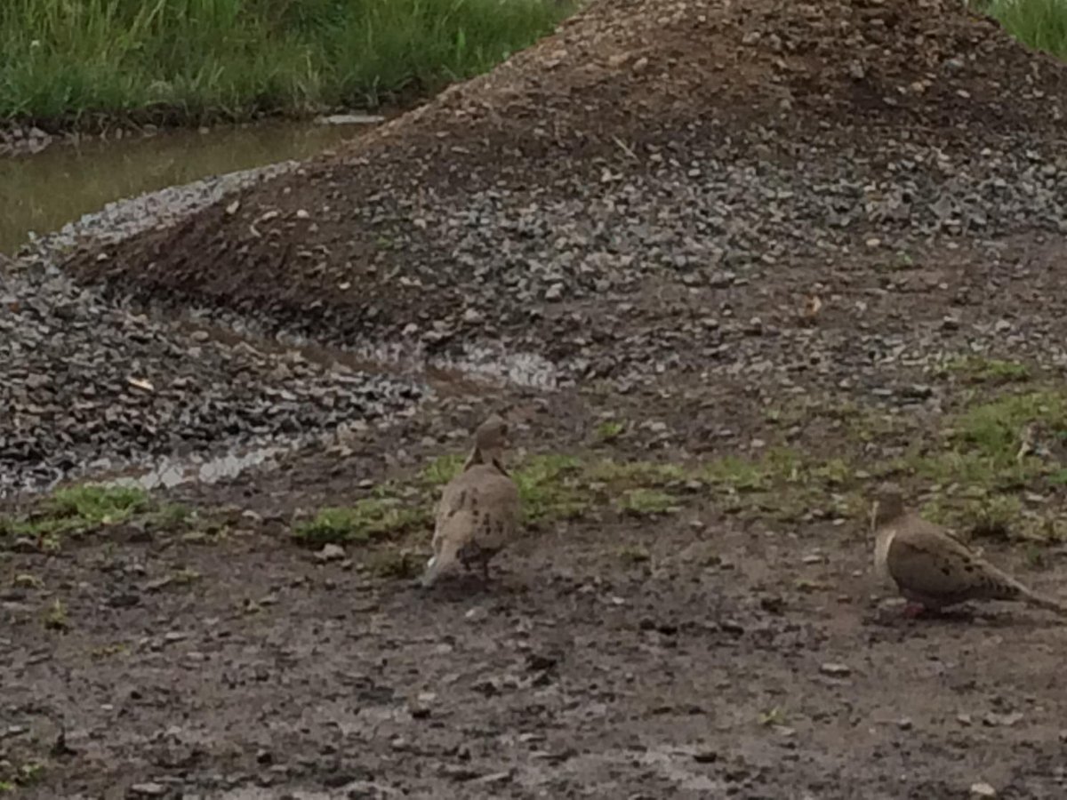 "Junior" and his girlfriend at EVT's Frog Swamp nature area/pump track