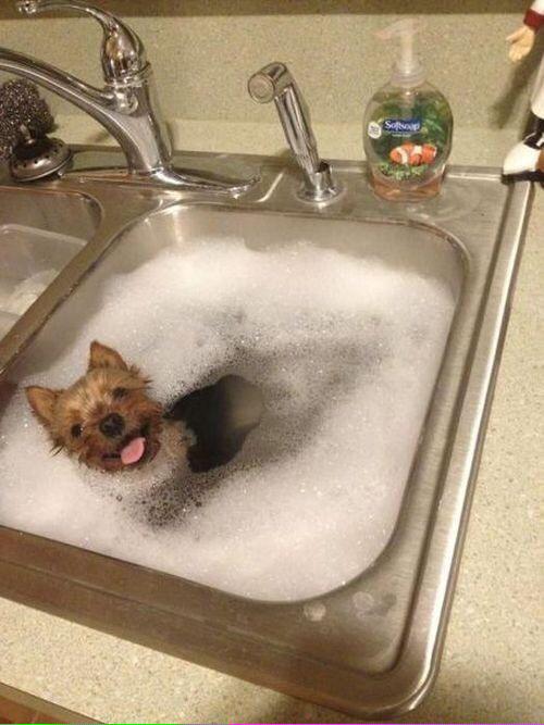 realmaddyfox's tweet photo. We're showering to prepare http://t.co/i8KVjwpZAG