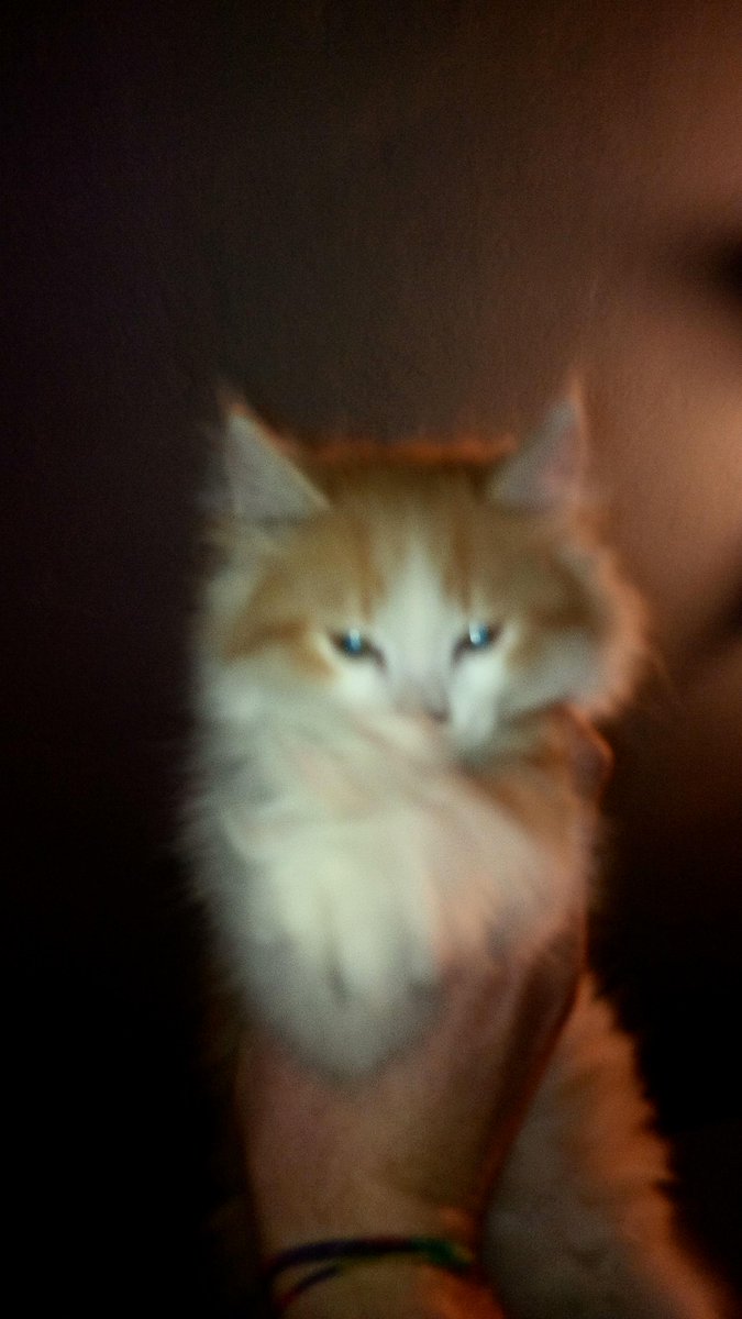 FraCardosi's tweet photo. Benvenuto in Famiglia
 e su Twitter Leone😍😽👏 http://t.co/2pWap8ZeaZ