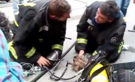 informativost5's tweet photo. EN VÍDEO: Los bomberos salvan la vida de una yorkshire con un masaje cardiaco http://t.co/D2atbiCOk8 http://t.co/0dJ7zx15ut