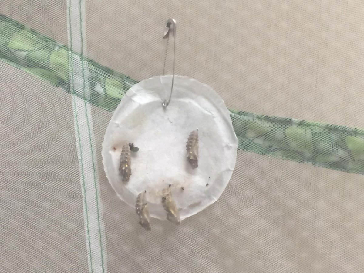 saigling_grade1's tweet photo. We're excited to see what's going to happen to our chrysalises over the next week! http://t.co/Sr1ECND1Yk