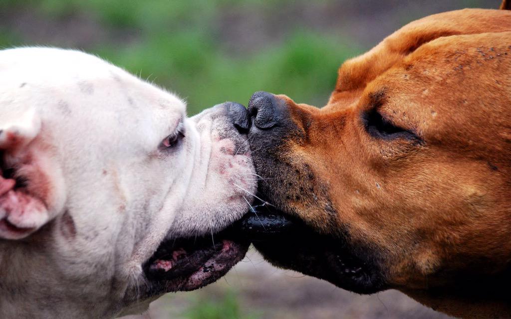 DogAtttack's tweet photo. This picture pretty much sums up my first kiss http://t.co/G9tCoKV96E
