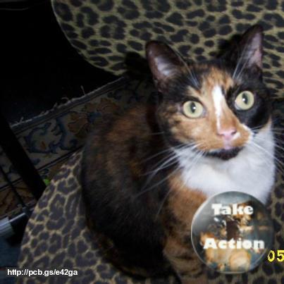 TrackingCats's tweet photo. #Missing tortoiseshell, white, ginger and black #cat from Hemel Hempstead, #Hertfordshire, UK. https://t.co/njxtktBZrs