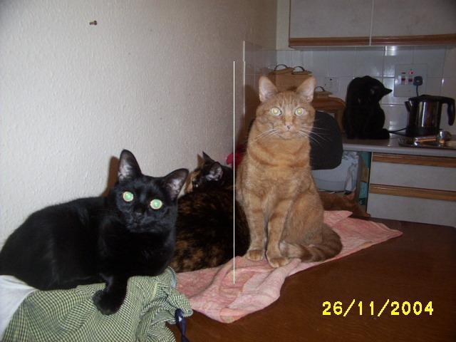 TrackingCats's tweet photo. #Missing ginger #cat from Hemel Hempstead, #Hertfordshire, UK. https://t.co/Nfj6alw9mo