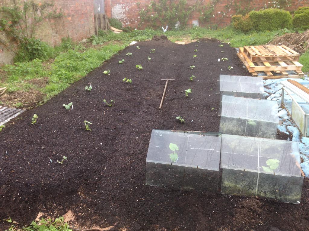 MickDenney's tweet photo. @Pennard @Pennard_Seeds -#Casperwhite #Porcelaindoll squashes -courgettes and quinoa planted into lasagne raised bed๐ http://t.co/UESiyy7f7L