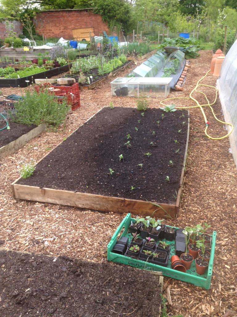 MickDenney's tweet photo. @Pennard @Pennard_Seeds -#Casperwhite #Porcelaindoll squashes -courgettes and quinoa planted into lasagne raised bed๐ http://t.co/UESiyy7f7L