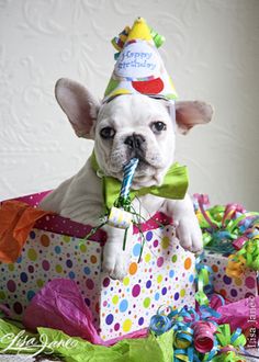 JenneveAriel's tweet photo. @kaloklai Happy Birthday Puppy!! Get fat tonight, I'll be thinking of you 🎉🎂🎁🐶 http://t.co/Sys47dtZtF