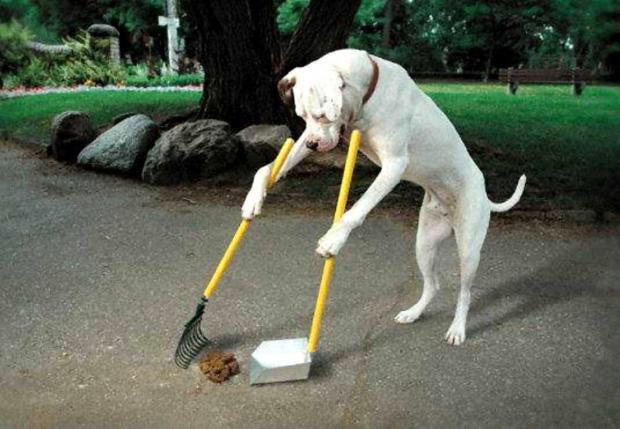 DogAtttack's tweet photo. Wish my dog knew how to do this http://t.co/n56Wqg3kOw
