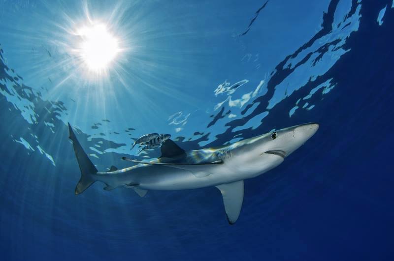 Super #CHEDRAUI no venderá mas #cazón ni productos de #tiburón en sus tiendas.
Gracias CHEDRAUI.
