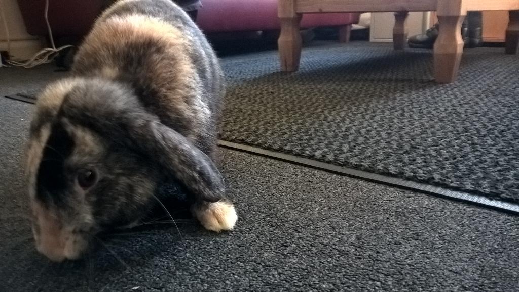 thevapingmonkey's tweet image. Hermione the rabbit