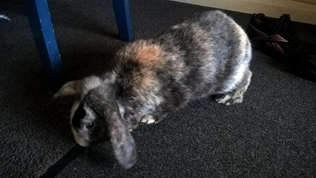 thevapingmonkey's tweet image. Hermione the rabbit