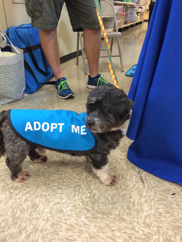 mervy88's tweet photo. Harry, 6-8 yrs Shih-Tzu looking for furever home. Meet him tonight and subday #petsmart #Abingdon #lunashouse http://t.co/HgHT2Qcxlk