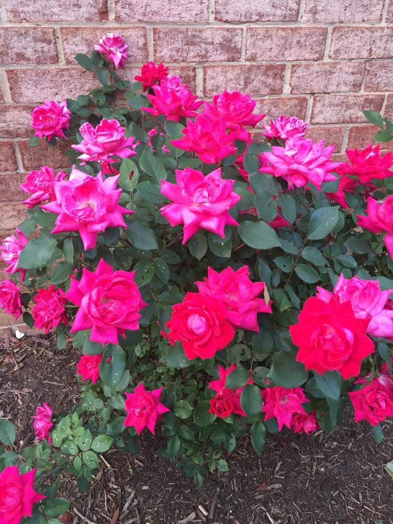 CiancioReporter's tweet image. So powerful the colors of flowers that you see in Washington DC. thank you @Don_Reuters for sharing. #lifeinDC