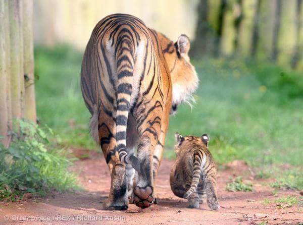 GreenpeaceID's tweet photo. Selamat pagi, pembela hutan. Bagaimana masa depan mereka setelah perpanjangan moratorium hutan? #Stand4Forest http://t.co/7h96hPK3Tz