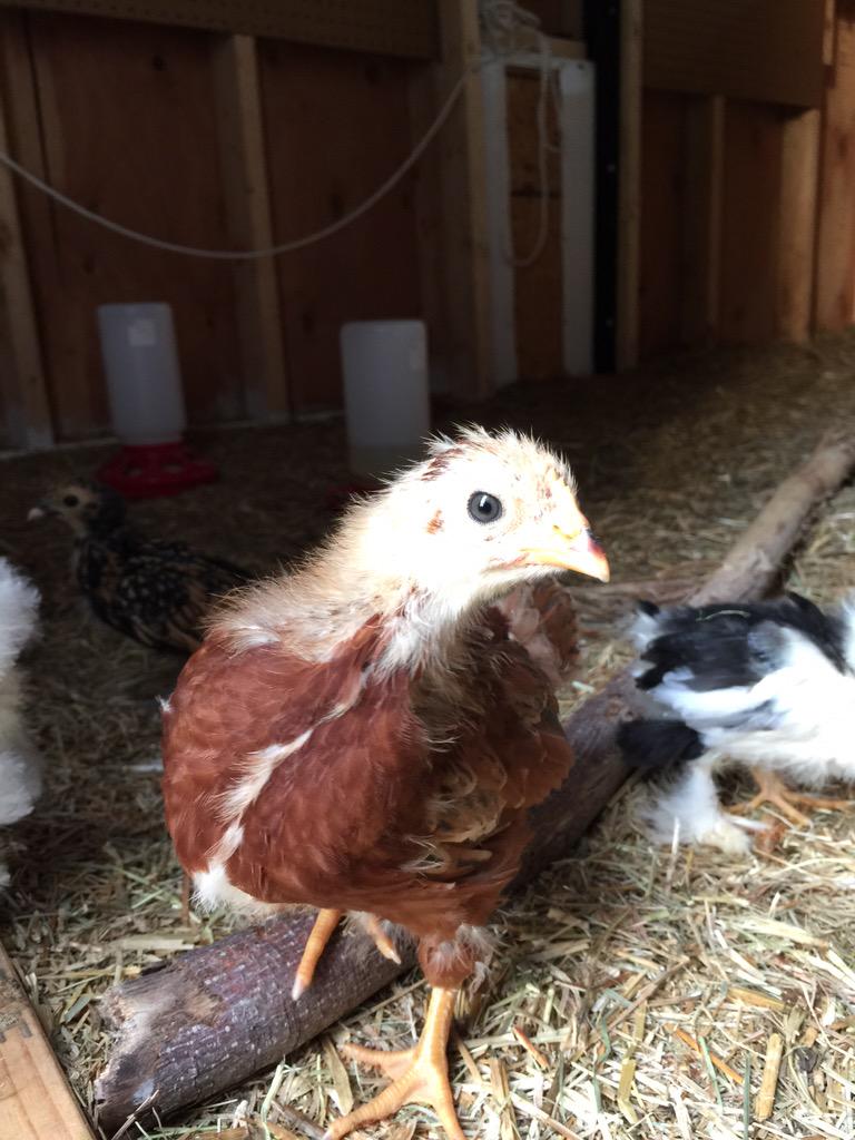 CombatPug's tweet photo. You talkin' to me?
#chickenreport http://t.co/QSUMGNxlh4
