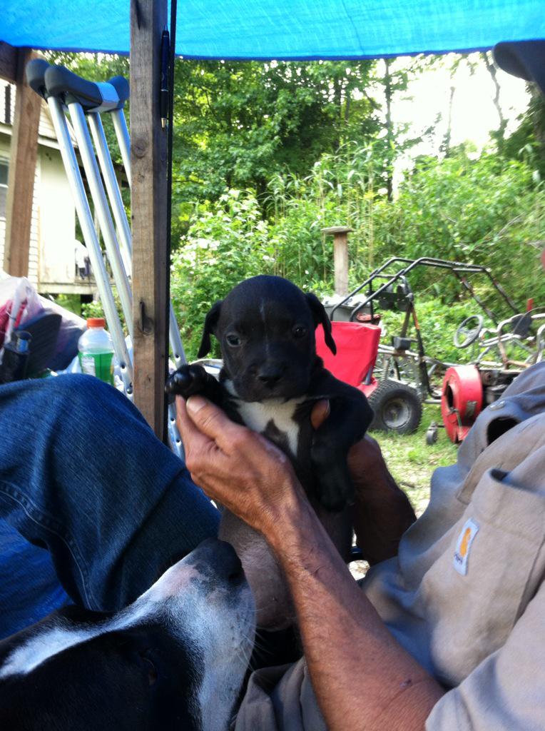 WolvesGuard77's tweet image. The newest junior his name is torque