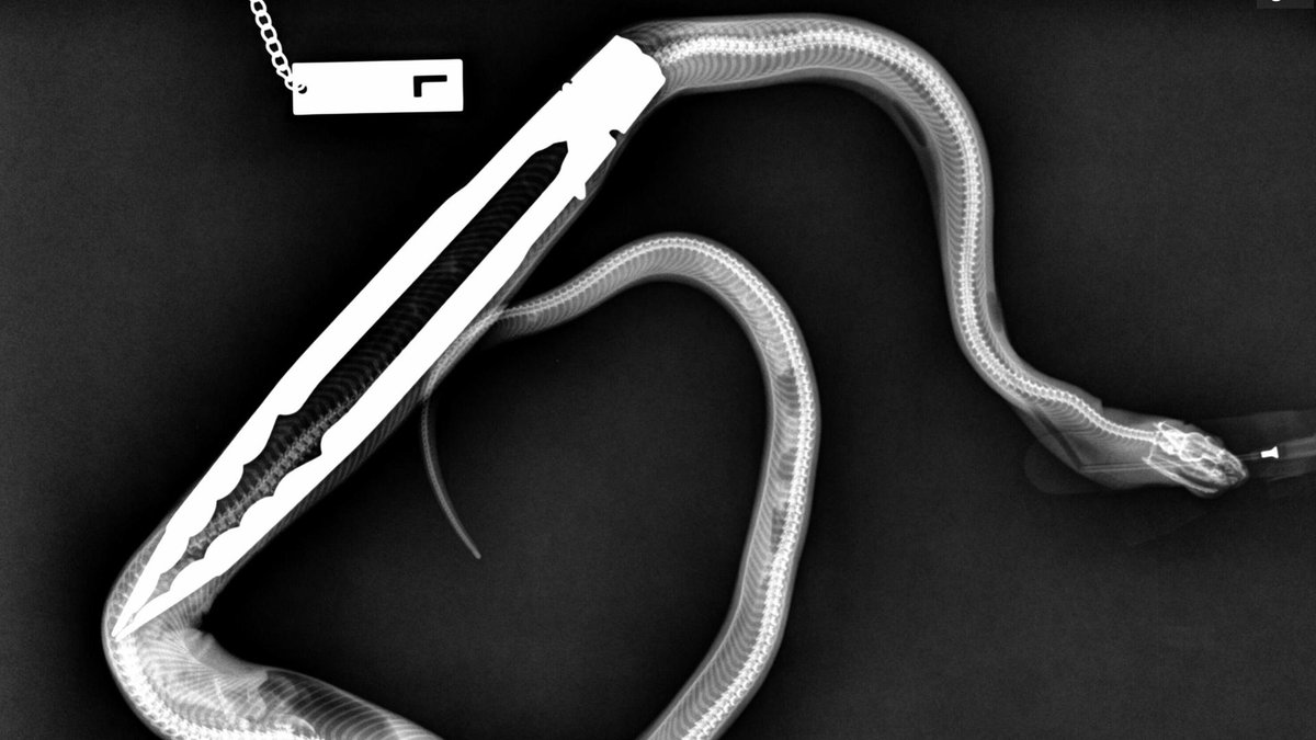 !!! <a href="/KTLA/">KTLA</a>
Python undergoes emergency surgery after swallowing BBQ tongs used to feed him a rat ktlane.ws/1Jm9Ymv