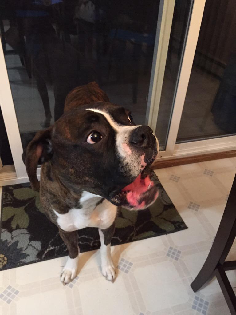 beaudstheboxer's tweet photo. Having a conversation with my owner. #boxer #boxerdog #boxerdogfunny #boxerspoiled #imsocute #maleboxer #needagirl http://t.co/YL32Reom8L