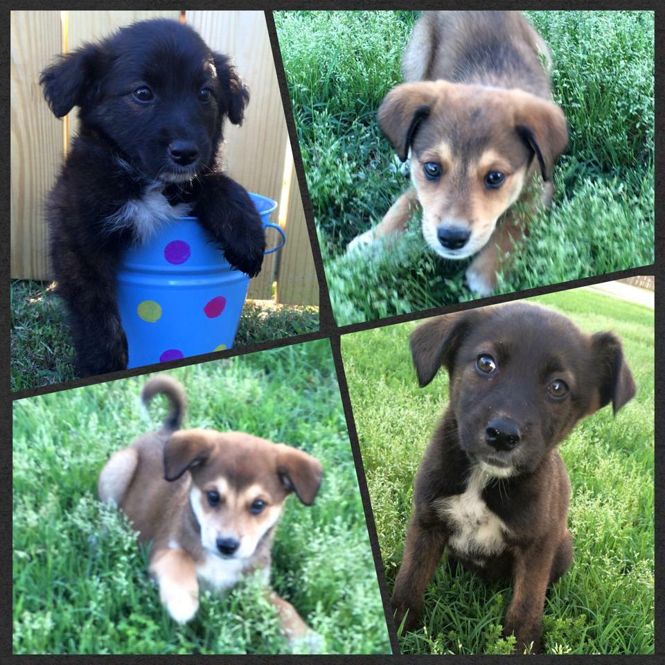 Adoption_First's tweet image. These cuties were saved from the shelter today! They will be available for adoption in one week!