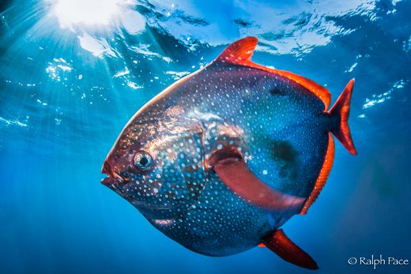 Oceanwire's tweet photo. Stunning ocean #science news - @NOAAFisheries discovers: Warm Blood Makes Opah an Agile Predator http://t.co/WkNJnPOiuC