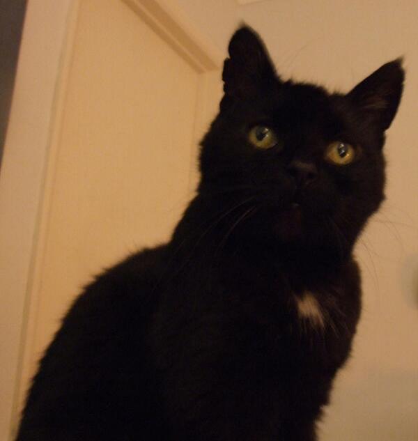 WHY MY CAT IS SAD tweet media