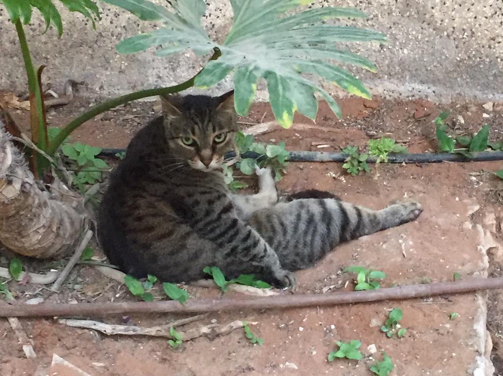 licialerner's tweet photo. Leaving Israel got me like http://t.co/mkkNAXp58O